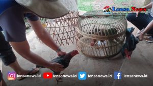 Arena Sabung Ayam di Labuhan Maringgai Digrebek Polisi
