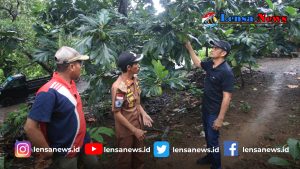 Tingkatkan Ekonomi Pedesaan, Pemkab Jeneponto Fokus Budidaya Sukun