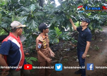 Tingkatkan Ekonomi Pedesaan, Pemkab Jeneponto Fokus Budidaya Sukun