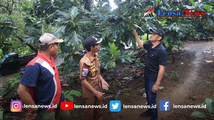 Tingkatkan Ekonomi Pedesaan, Pemkab Jeneponto Fokus Budidaya Sukun