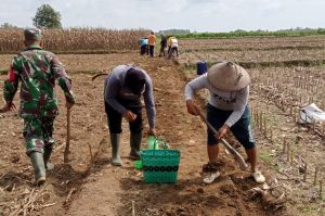 Gotong-royong Perbaiki JUT, Wujud Pengabdian Babinsa kepada Masyarakat