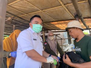 Hasil Pemeriksaan Disbunak Pesawaran, Hewan Ternak di Gedong Tataan Dinyatakan Sehat
