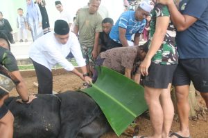 Kodim 0429/Lamtim Sembelih 3 Ekor Sapi Usai Sholat Idul Adha 1445 H