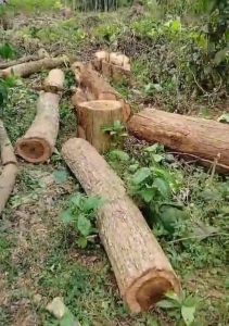 Diduga Oknum Anggota DPRD Lamtim Tebang Kayu di Register 38