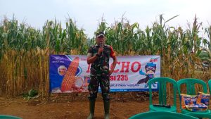 Babinsa Sertu Tarmuji Hadiri Sosialisasi Benih PT BISI Cabang Lampung