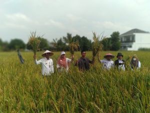 Pondok Pesantren Nurul Anwar Tejosari Lakukan  Panen Urban Farming yang ke-3