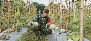 Sambangi Petani Melon, Babinsa : Menuntut Ilmu Tidak harus di Bangku Sekolah