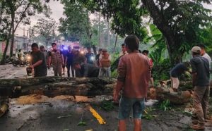 Antisipasi Hujan dan Angin Kencang, DLH Lebak Akan lakukan pemangkasan 400 Pohon di Jalur Perkotaan