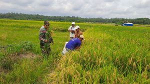 Dukung Ketahanan Pangan, Babinsa Koramil 10/LBM Dampingi Pengubinan Lahan Padi