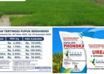Jual Pupuk Subsidi Diatas HET, Kelompok Tani Keluhkan Pengecer di Desa Karya Bakti 