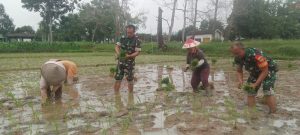Wujud TNI Manunggal dengan Rakyat, Babinsa Bantu Petani Tanam Padi