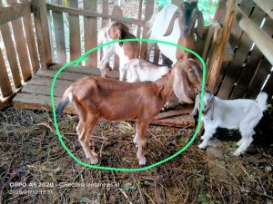Pengadaan Bibit Kambing di Desa Ruktisediyo Disinyalir Sarat Korupsi