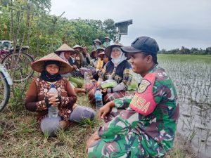 Dukung Swasembada Pangan, Babinsa 429-10/LBM Monitoring Kegiatan Tanam Padi