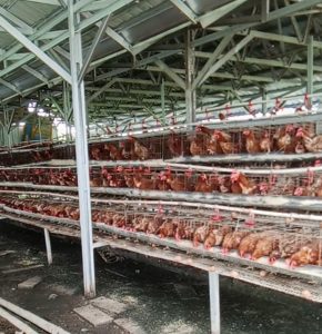 Peternakan Ayam petelur di Ponpes Darrunna’im Diduga Tidak Memiliki Perizinan