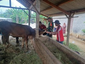 Cegah PMK, Babinsa Dampingi Pemberian Vaksin Ternak Sapi