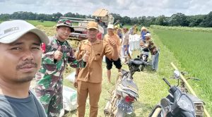 Dukung Serapan Gabah oleh BULOG, Babinsa Koramil 06/PBL Dampingi Panen Padi