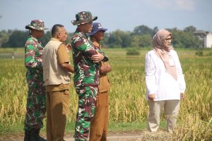 Komitmen Sukseskan Serapan Gabah, Dandim Bersama Tim Bulog Monitoring Panen