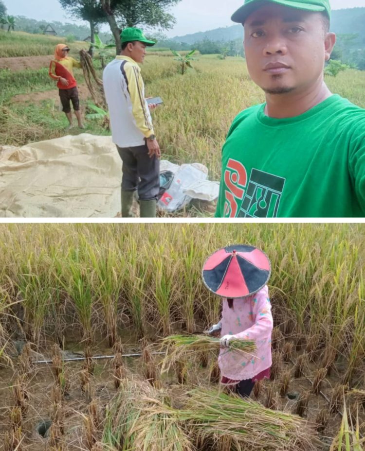 Petugas BPS Kabupaten Lebak, Lakukan Ubinan Bersama Petani, Dimusim Panen