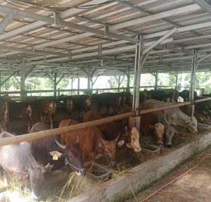 Warga Keluhkan Keberadaan Kandang Sapi di Kecamatan Cikulur