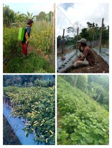 Hadirkan Niat Mulia, Kasno Warga Pesawaran Mandiri Olah Lahan Pertanian Minta Dukungan Pemerintah