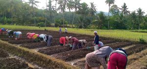 Wujudkan Ketahanan Pangan, Pemdes Sukadadi Tanam Bawang Merah Perdana