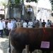 Takalar Terpilih Sebagai Penerima Bantuan Sapi Kurban Presiden: Momen Bersejarah untuk Masyarakat Takalar