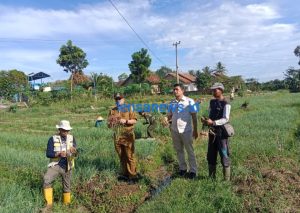 BumDes Satria Bangun Karya Desa Sukadadi Panen Bawang Merah 8 Ton Lebih