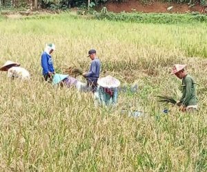 Petani Cihara Keluhkan Hasil Panen Padi Merugi, Tak Sebanding dengan Pengeluaran Biaya