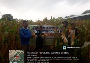 Polsek Pemulutan dan Kelompok Tani Desa Pemulutan Ilir Panen Jagung Dukung Program Ketahanan Pangan Nasional