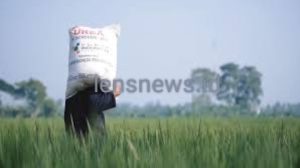 Diduga Harga Pupuk Subsidi Diatas HET Dikeluhkan Petani, Korluh Kecamatan Cihara Bungkam