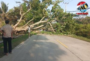 Pohon Besar Tumbang Sempat Tutup Jalan Nasional Raya Malingping Bayah