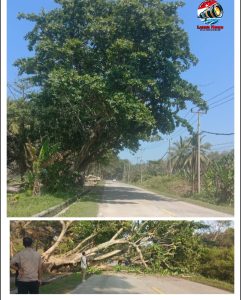Insiden Pohon Besar Tumbang Milik Perhutani Diruas Jalan Nasional Malingping-Bayah, Warga Khawatir Kejadian Terulang