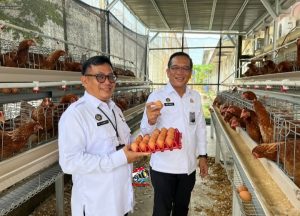 Implementasi Ketahanan Pangan, Lapas Kelas I Palembang Kembangkan Budidaya Ayam Petelur