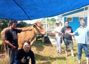 Peduli Anggota, PWI Pesawaran Bagikan Daging Sapi dan Parcel Lebaran