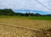 Sawah Baru Ditanam, Petani di Bayah Timur Terancam Gagal Panen Akibat Kekeringan