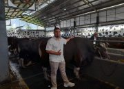 Kandang Sapi Demang Farm :  Pedagang Utamakan Kualitas dan Kejujuran