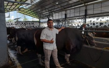 Kandang Sapi Demang Farm :  Pedagang Utamakan Kualitas dan Kejujuran