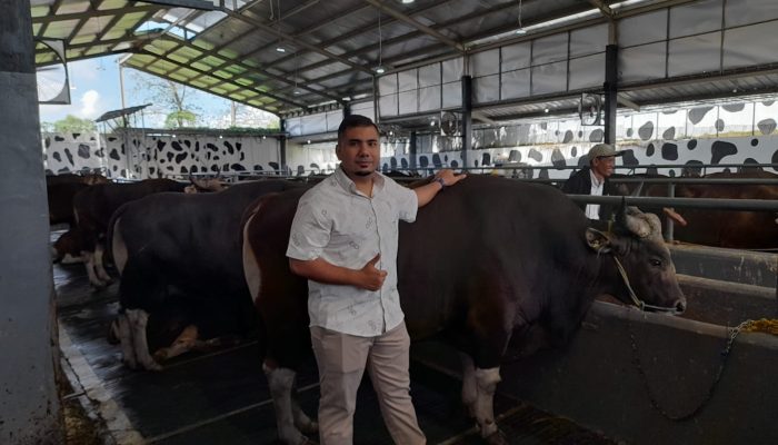 Kandang Sapi Demang Farm :  Pedagang Utamakan Kualitas dan Kejujuran