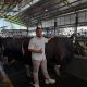 Kandang Sapi Demang Farm :  Pedagang Utamakan Kualitas dan Kejujuran
