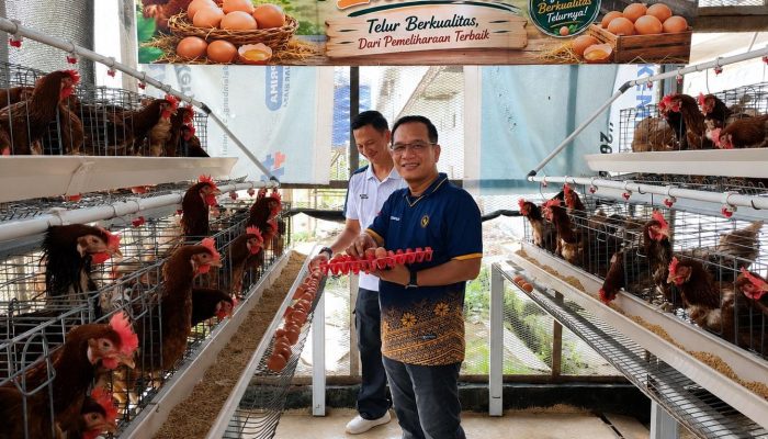 Lapas Kelas I Palembang Optimalkan Pembinaan Produktif Melalui Panen Telur 