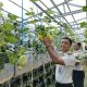 Wujudkan Pembinaan Produktif, Rutan Kelas 1 Pelembang Panen Melon SAE