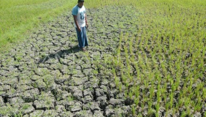 BPBD Pesawaran Edarkan Surat Bupati: Waspada Kemarau Panjang 2026, Jangan Bakar Lahan